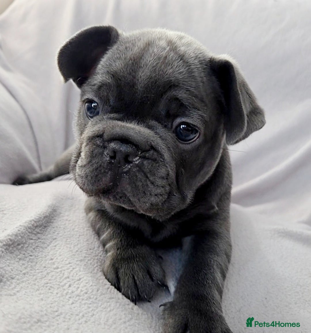 French Bulldog dogs for sale: 💖registered champion bloodline french bulldogs💖 - Image 10