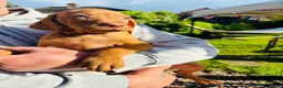 Hungarian Vizsla dogs for sale: KC REGISTERED VIZSLA PUPPIES  in Knutsford - Advert 11