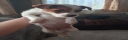 Mixed Breed dogs for sale: URGENT GIRL jack Russell puppy  - Advert 5