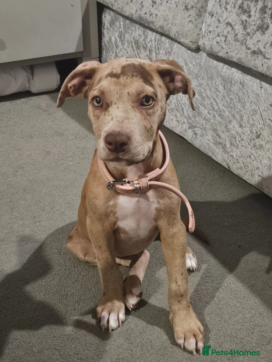 Mixed Breed dogs for sale: Female Puppy - Advert 1