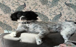 English Springer Spaniel dogs for sale: English Springer Spaniels - Image 6