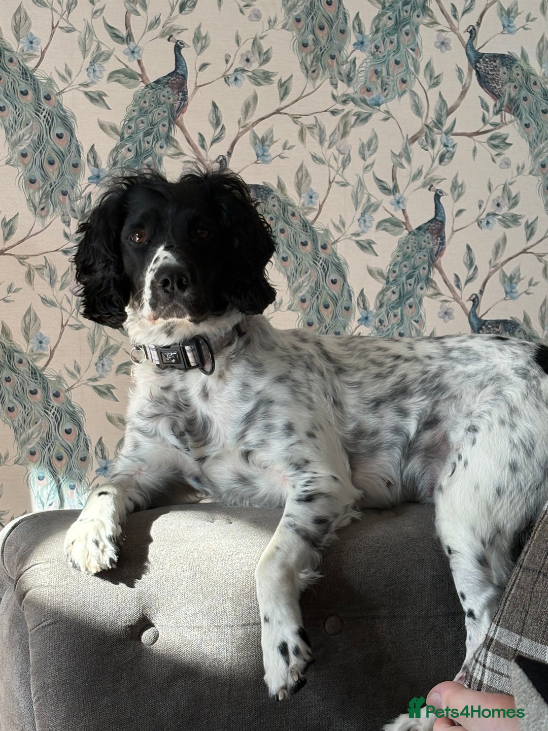 English Springer Spaniel dogs for sale: English Springer Spaniels - Image 6