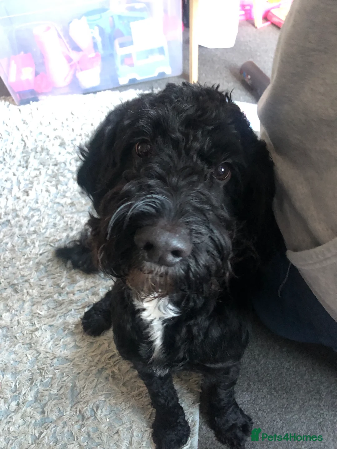 Mixed Breed dogs for sale: Sprockerpoo  - Advert 1