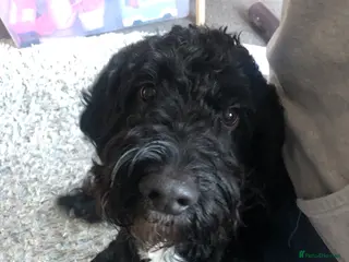 Mixed Breed dogs Sprockerpoo - Advert 2