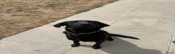 Labrador Retriever dogs for sale: Gorgeous 13-Month-Old Male Labrador Retriever  - Advert 2