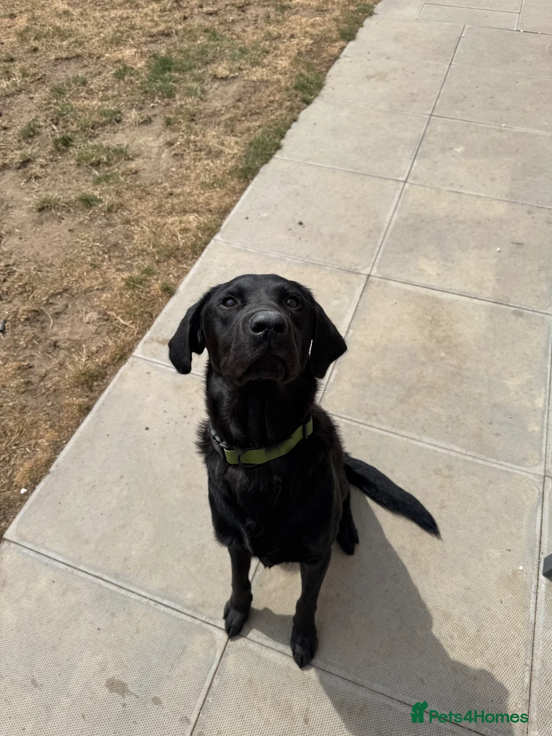 Labrador Retriever dogs for sale: Gorgeous 13-Month-Old Male Labrador Retriever  - Advert 2
