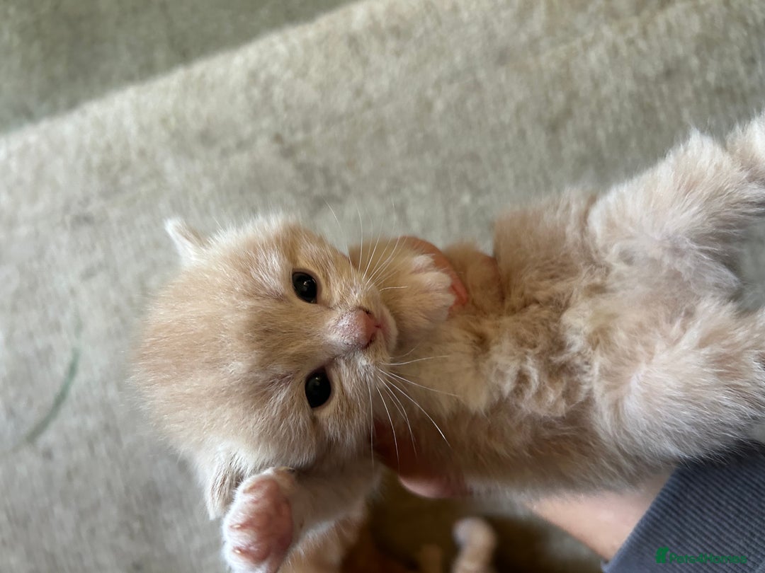 Mixed Breed cats for sale: 5 kittens for sale  - Image 16