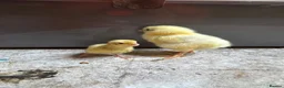 Mixed Breed poultry for sale: Unsexed light Sussex chick & quail chicks  - Advert 2