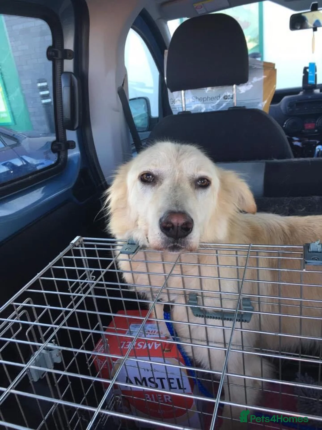 Mixed Breed dogs for adoption: Travis is looking for his perfect family x in Ayr - Advert 17