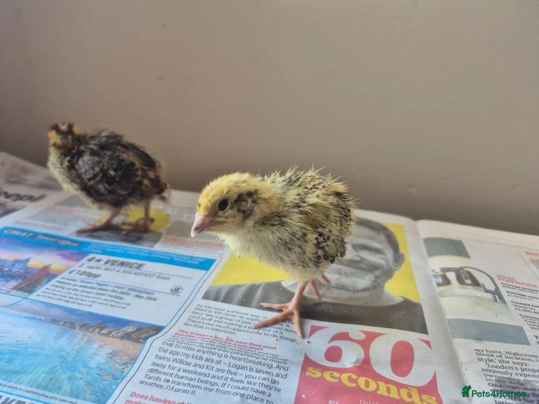 Quail poultry for sale: Quail chicks - Advert 1