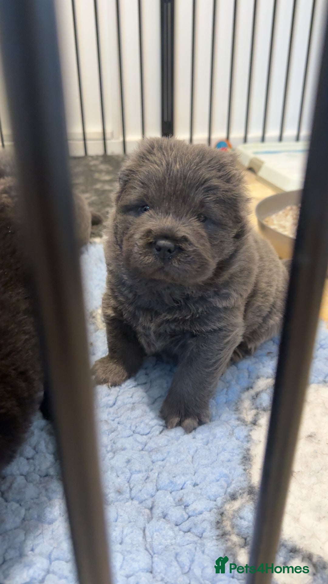 Chow Chow dogs for sale: KC reg chow chows ready to leave 24 dec! REDUCED - Advert 4