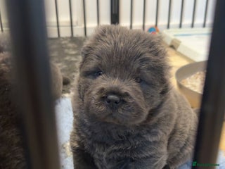 Chow Chow dogs REDUCED Ready to leave xm ** Eve 🐻 KC REGISTERED - Advert 5