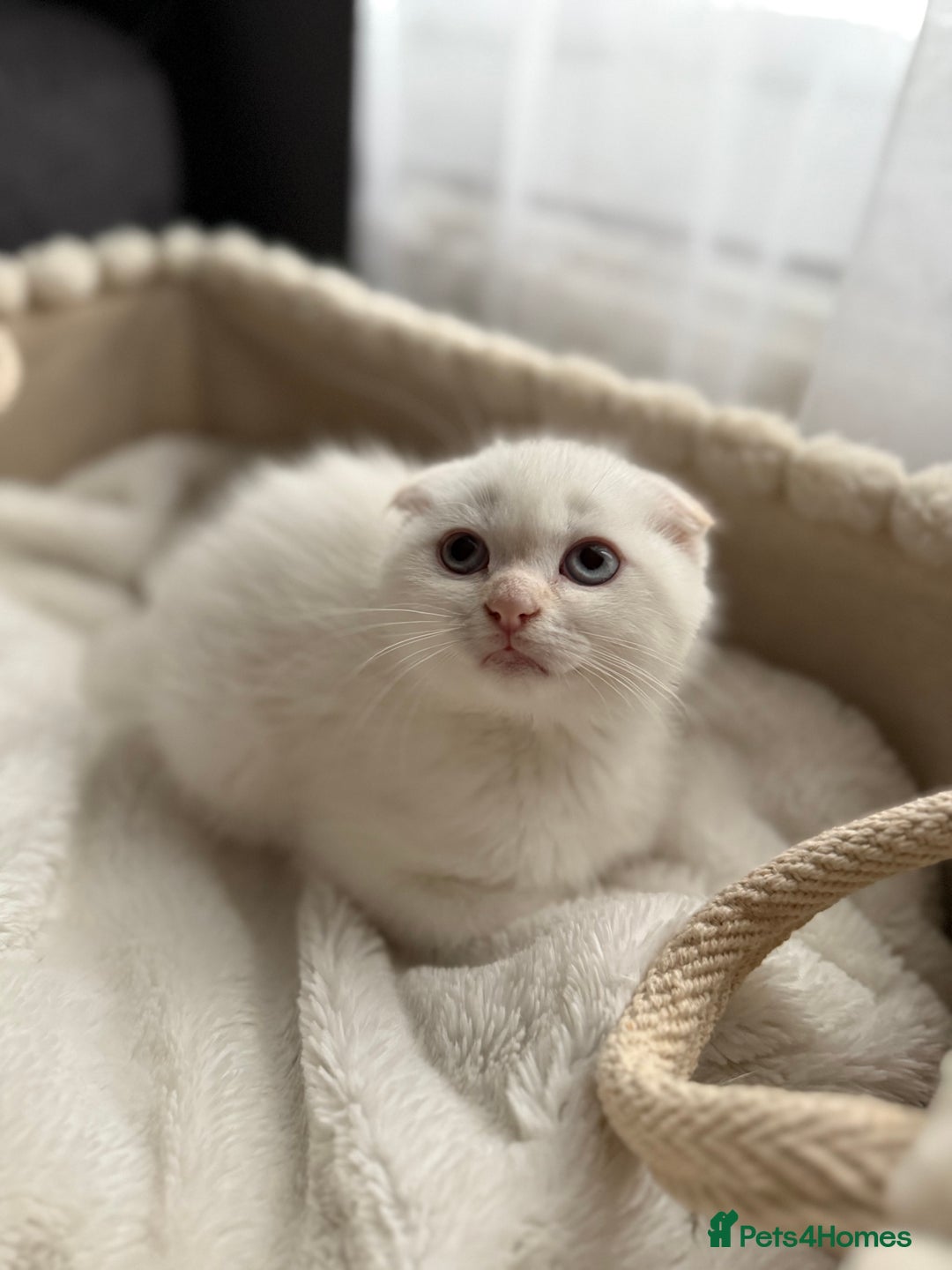 Scottish Fold cats for sale: URGENT - White Scottish Fold 🩷 - Image 2