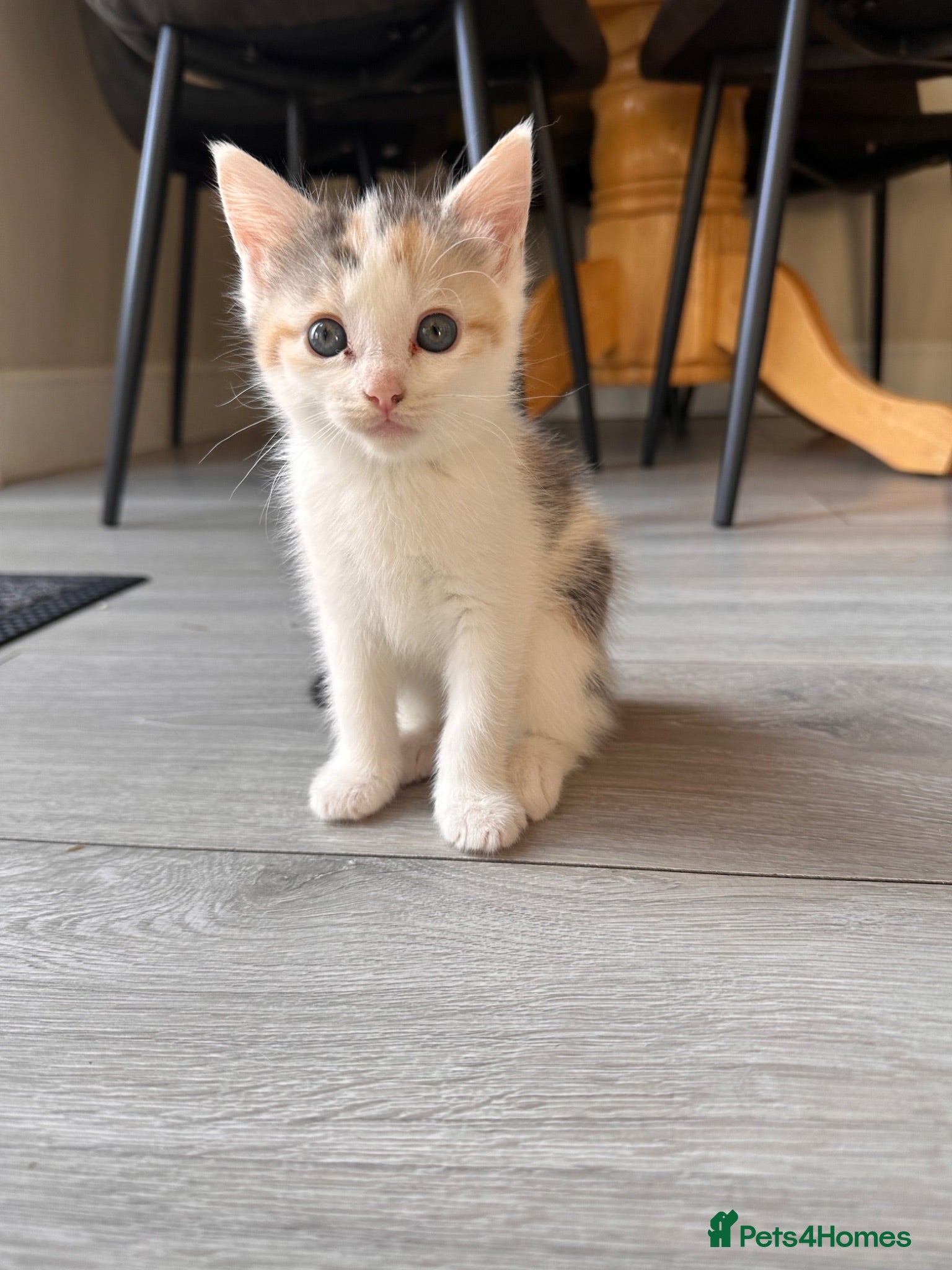 Mixed Breed cats Last Cute fluffy kitten left  - Advert 3