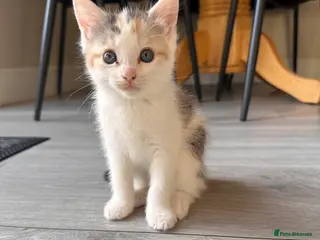 Mixed Breed cats Last Cute fluffy kitten left - Advert 3