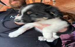 Mixed Breed dogs for sale: Collie x huntaway - Image 7