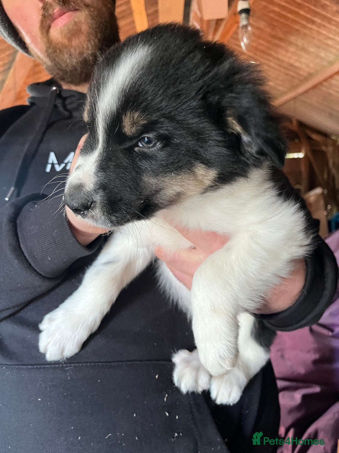 Mixed Breed dogs for sale: Collie x huntaway - Image 7