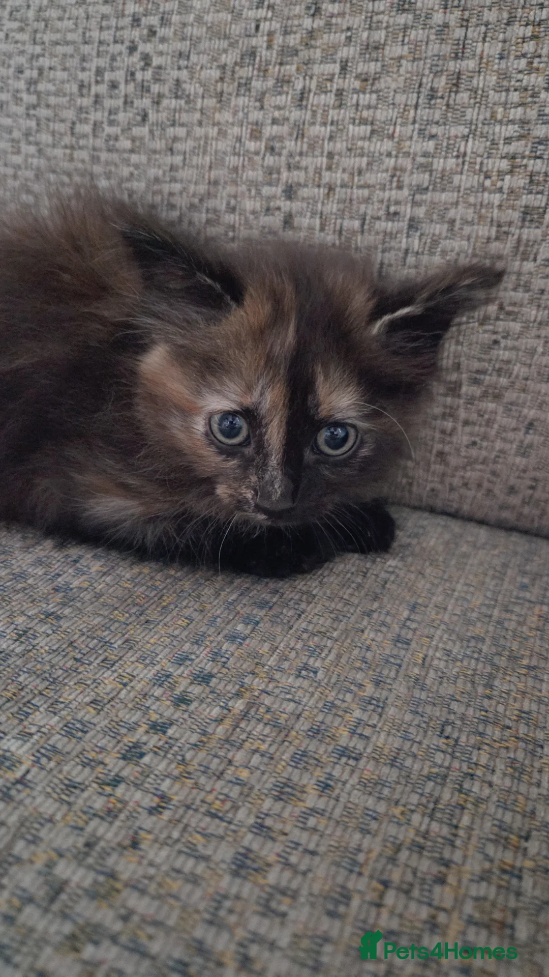 Mixed Breed cats for sale: Kittens  in Port Talbot - Advert 1