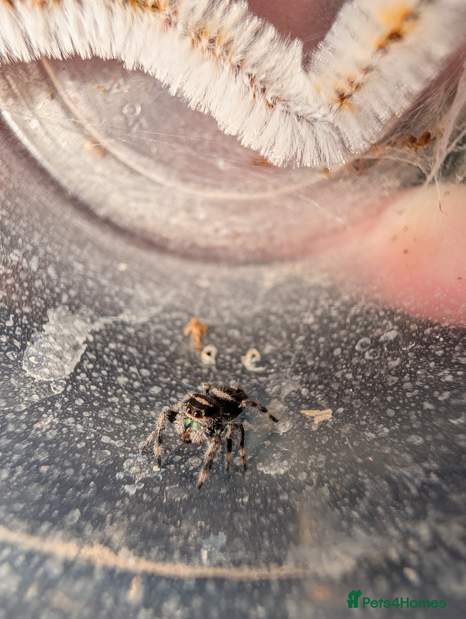 Spiders invertebrates Phidippus Regius L4 and L5 jumping spiders - Advert 2