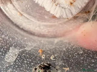 Spiders invertebrates Phidippus Regius L4 and L5 jumping spiders - Advert 2