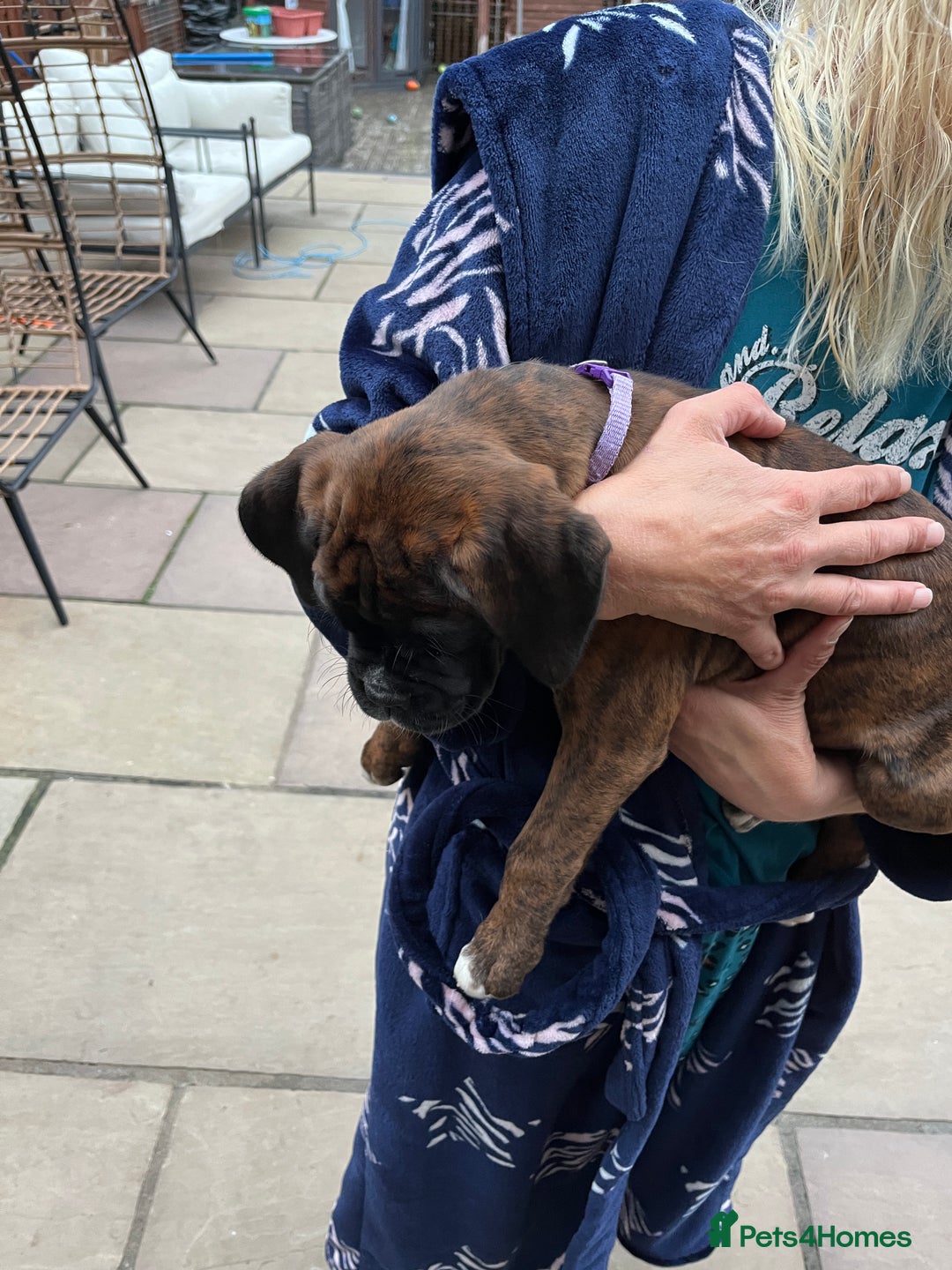 Boxer dogs for sale: READY TO GO - Chunky KC registered Boxer pups - Image 13