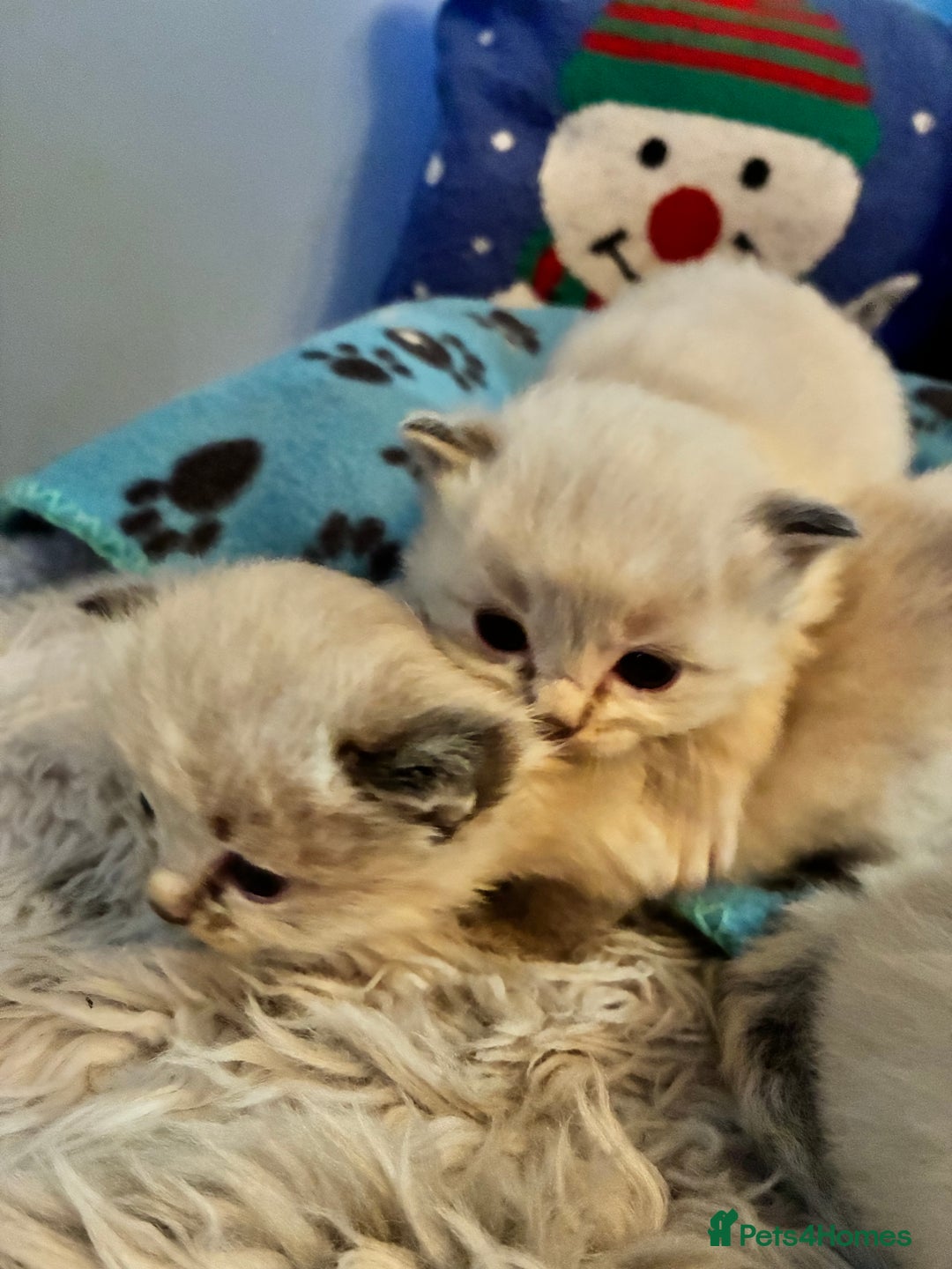 Ragdoll cats for sale: Stunning Ragdoll kittens for sale - Advert 8