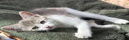 Mixed Breed cats for sale: Beautifully marked kittens for sale in Manningtree - Advert 4