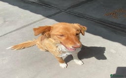 Mixed Breed dogs for adoption: Brambling, 1.5 yrs old. Available for adoption. in Brixham - Image 2