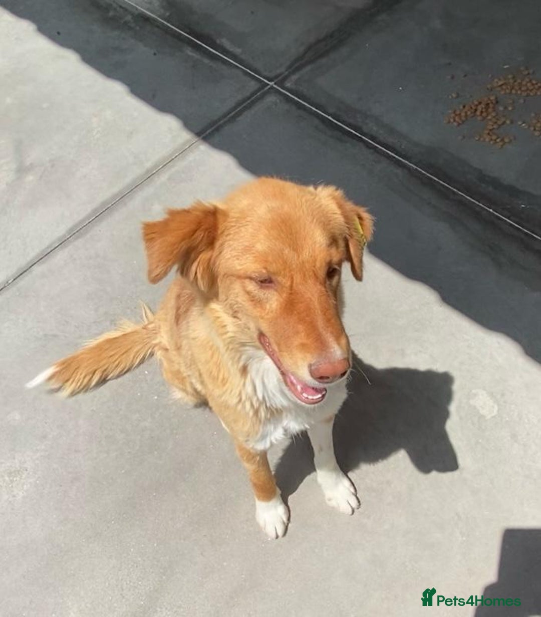 Mixed Breed dogs for adoption: Brambling, 1.5 yrs old. Available for adoption. in Brixham - Image 2