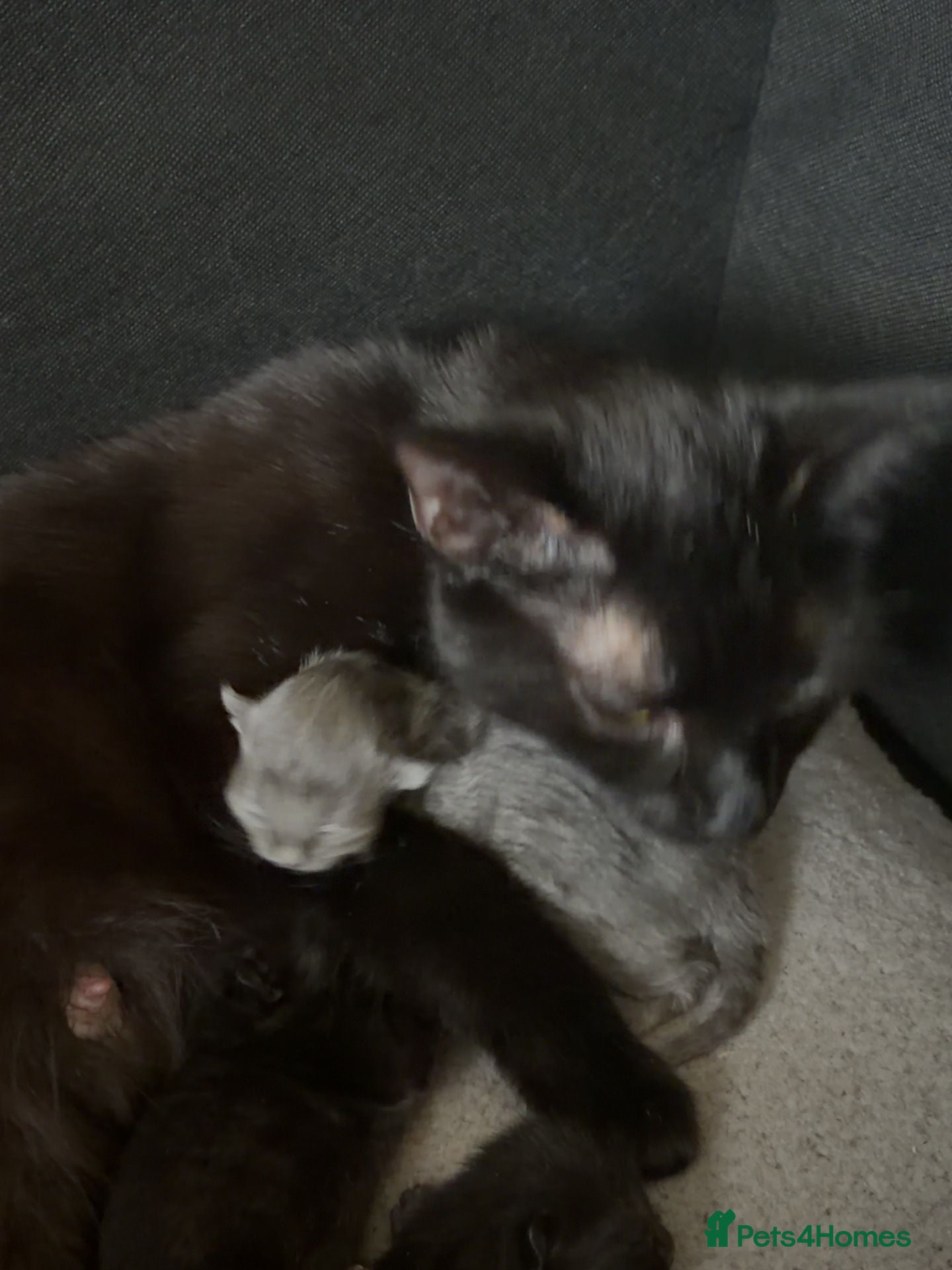 Scottish Fold cats for sale: Half Scottish fold kittens  in Bilston - Advert 31