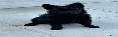 Mudi Puppy 4