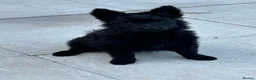 Mudi dogs for sale: KC registered Hungarian Mudi puppies  - Advert 21