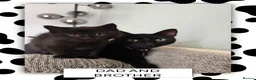 Ragdoll cats for sale: Ragdoll X Bombay kittens for sale in Durham - Advert 5