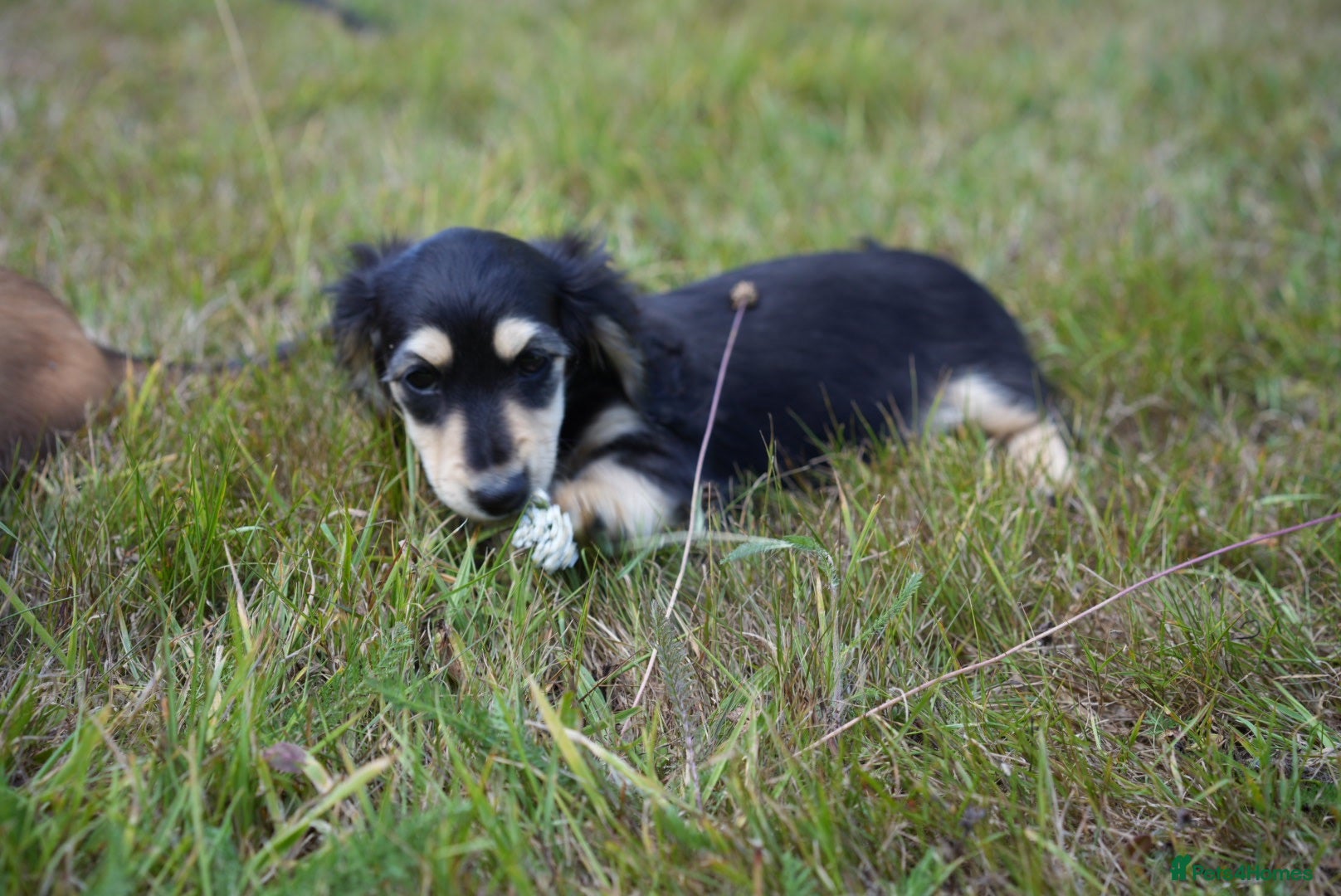 Miniature Dachshund dogs Ready to leave this weekend  - Advert 1