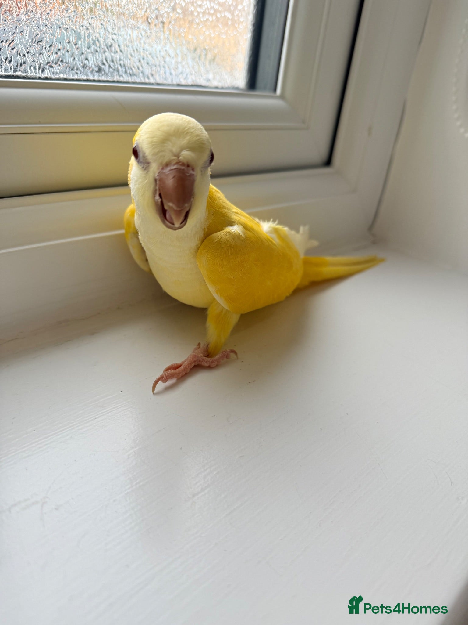 Conures birds BEAUTIFUL QUAKER / MONK PARROTS  - Advert 6