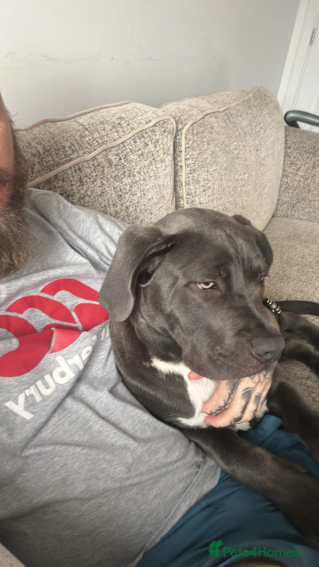 Mixed Breed dogs for sale: Cane corso cross - Advert 1