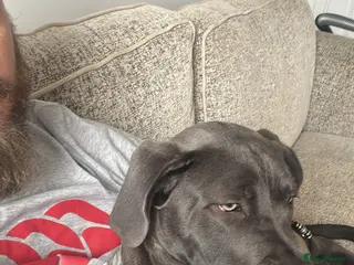 Mixed Breed dogs Cane corso cross - Advert 8