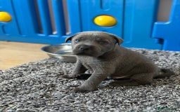 Mixed Breed dogs for sale: Ready to leave!! Staffy X Shar Pei puppies puppy - Image 26