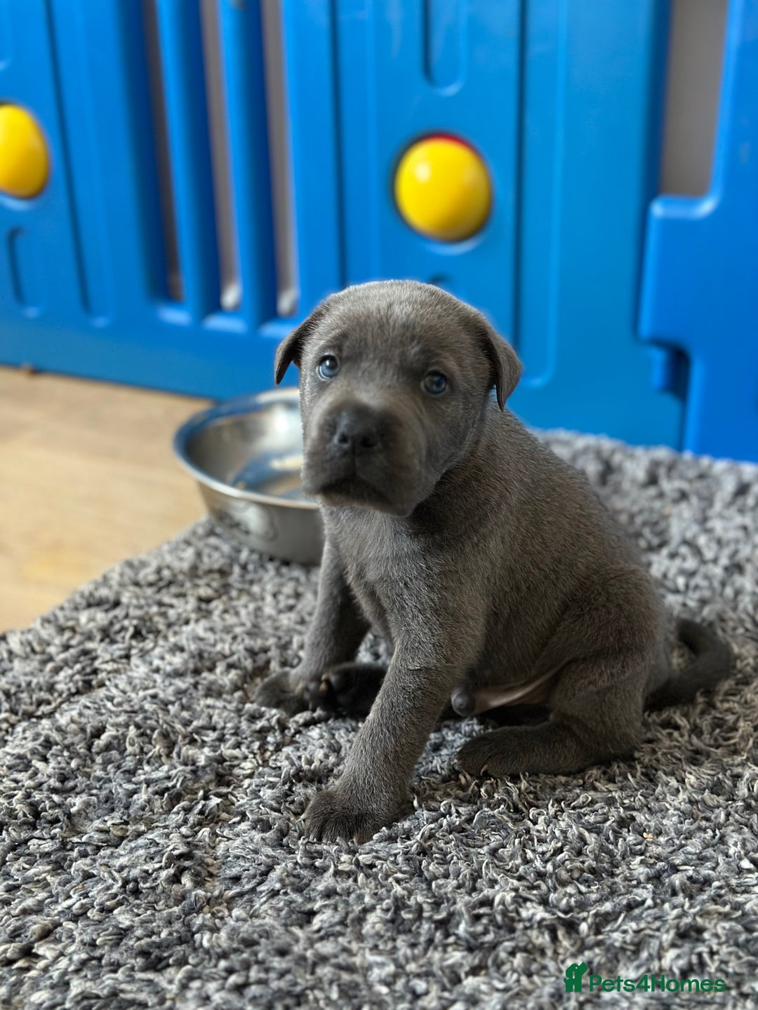 Mixed Breed dogs for sale: Ready to leave!! Staffy X Shar Pei puppies puppy - Image 26