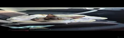Sphynx cats for sale: Black Sphynx Tortoiseshell Cat - Advert 4