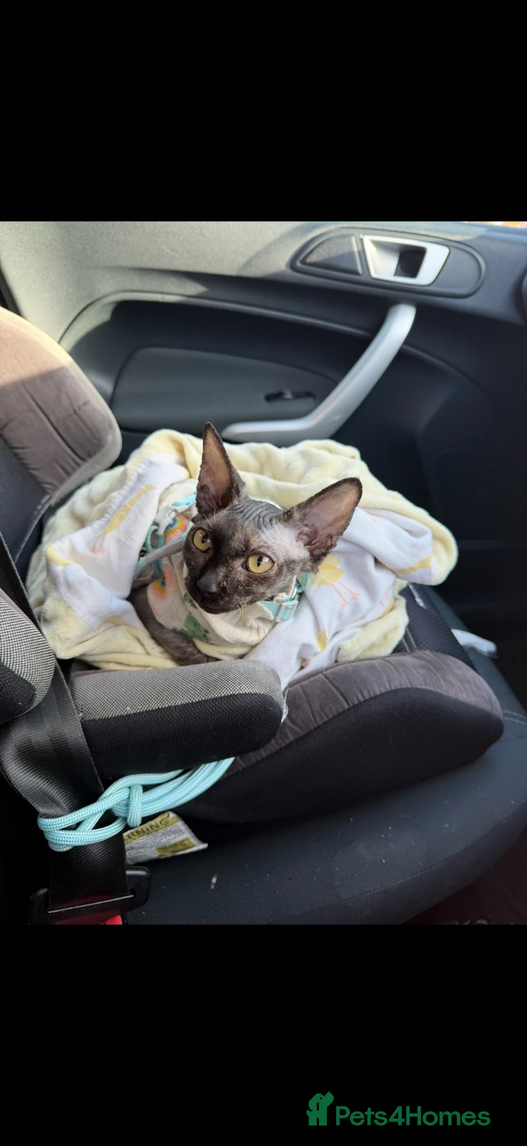 Sphynx cats for sale: Black Sphynx Tortoiseshell Cat - Advert 4