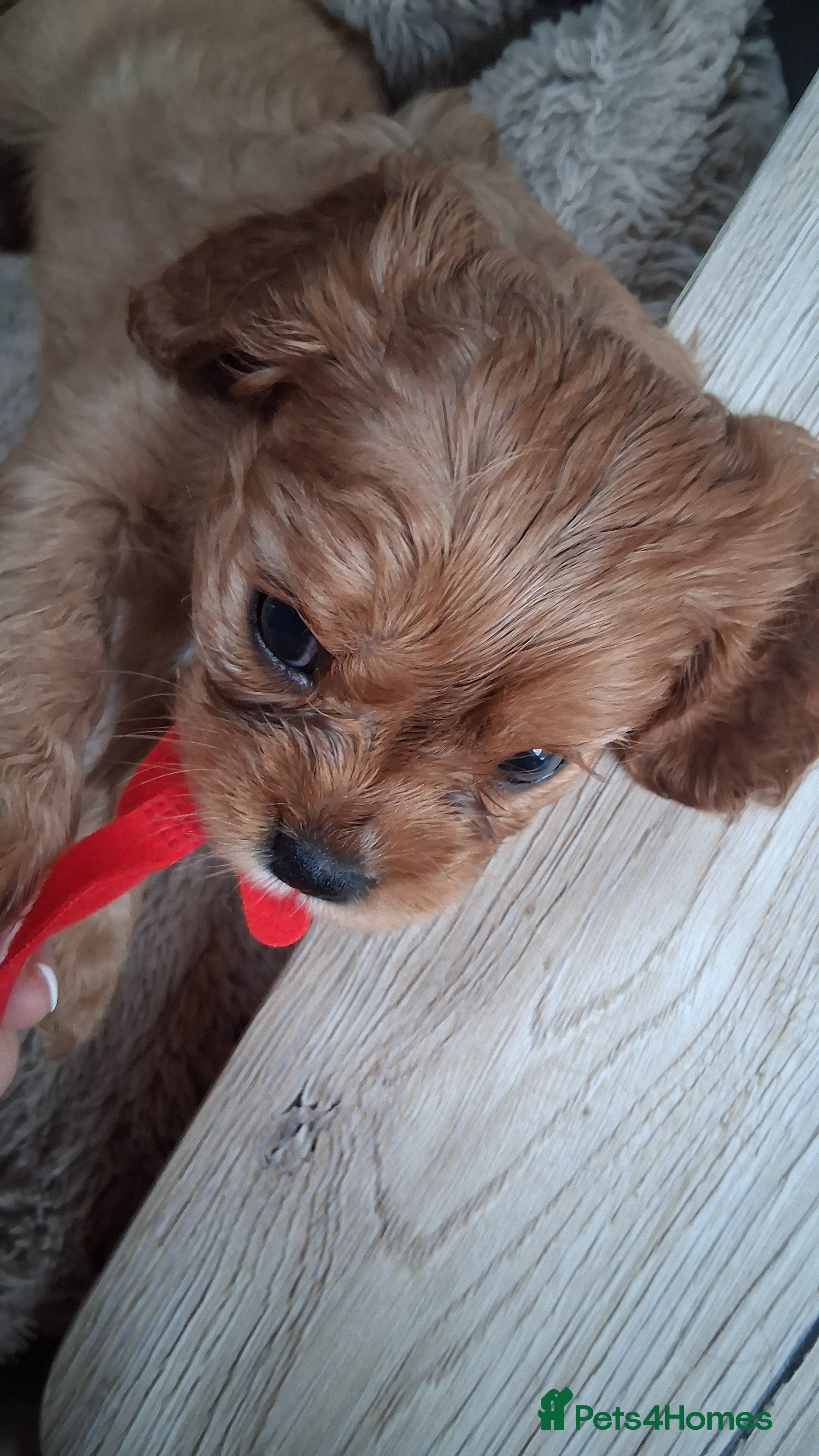 Cavalier King Charles Spaniel dogs Ruby Cavalier King Charles Spaniel puppies £1,800 - Advert 2
