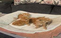 Maine Coon cats for sale: Maine Coone  - Image 4