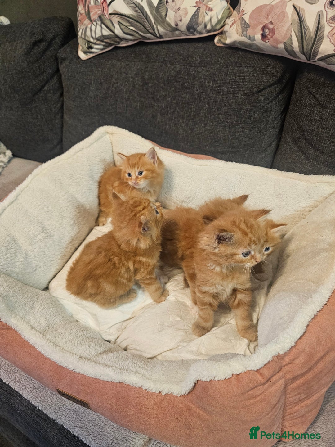 Maine Coon cats for sale: Maine Coone  - Image 4