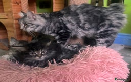 Kurilian Bobtail cats for sale: Rare pure breed Kurilian bobtail kittens available - Advert 7