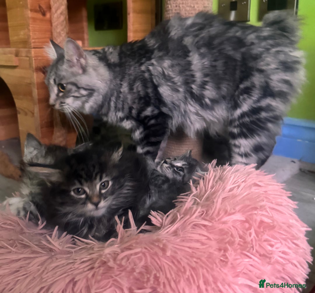 Kurilian Bobtail cats for sale: Rare pure breed Kurilian bobtail kittens available - Advert 7