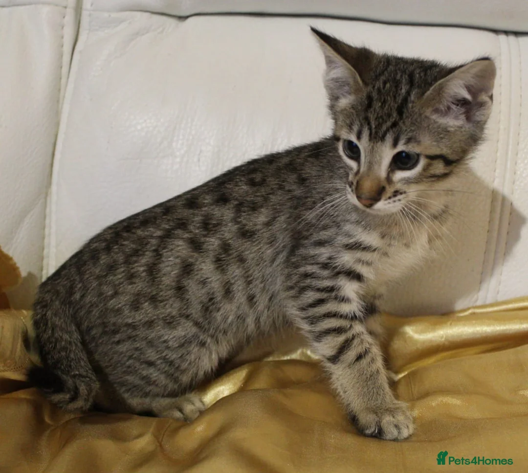 Savannah cats for sale: Highly spotted Savannah kittens  - Advert 12