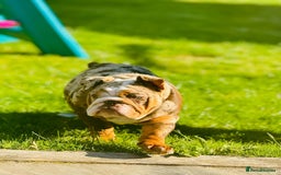 English Bulldog dogs for sale: Chocolate tri merle female in Preston - Image 1