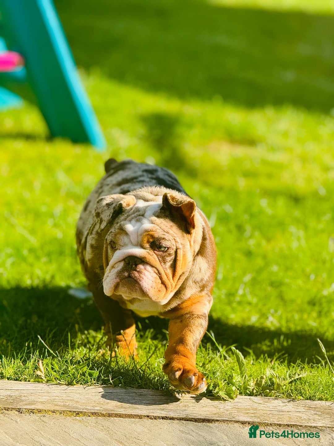 English Bulldog dogs for sale: Chocolate tri merle female in Preston - Image 1