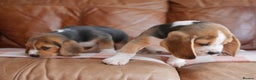Beagle dogs for sale: Quality Health Tested Beagle Puppies - Advert 7